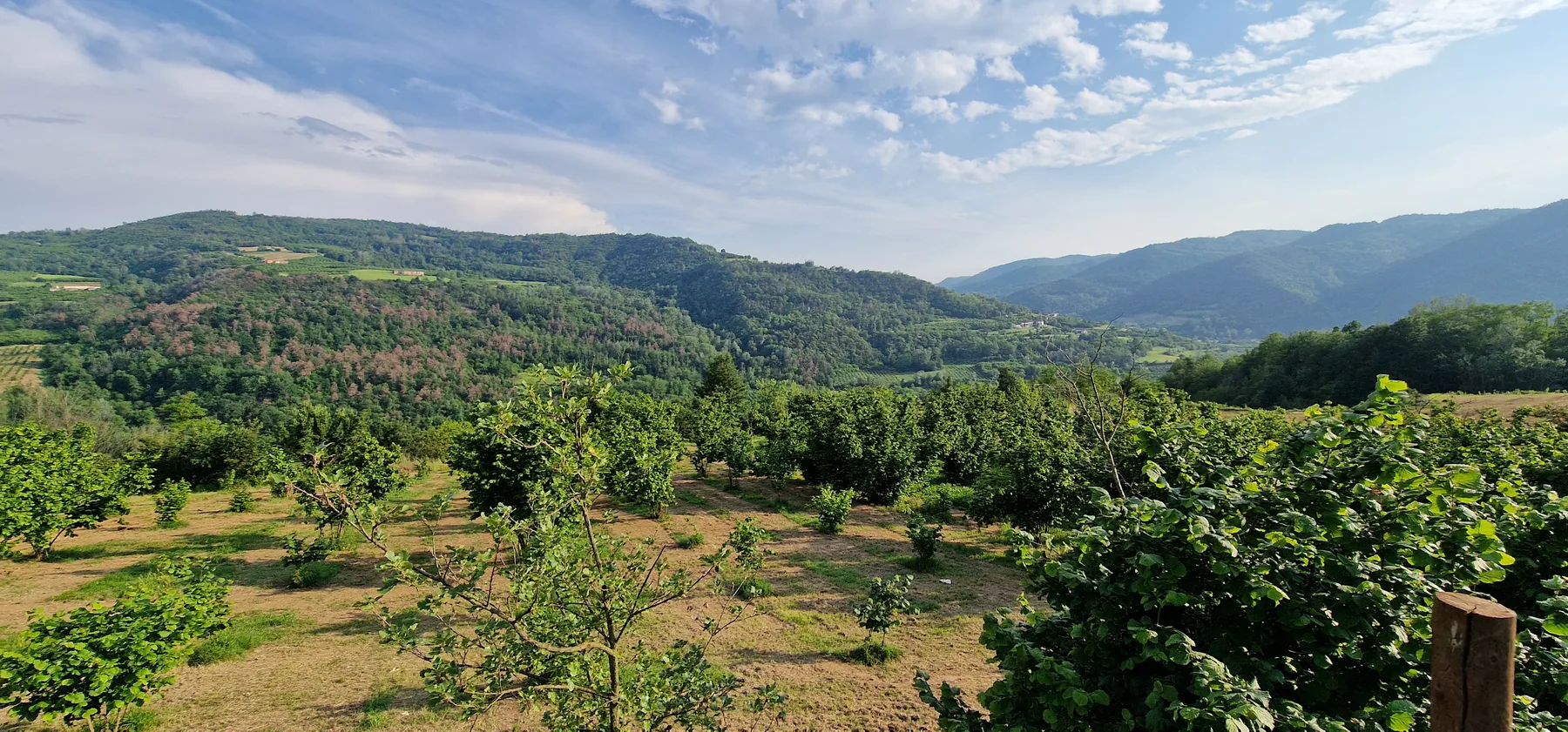 Collines et noiseraies du Piémont italien.