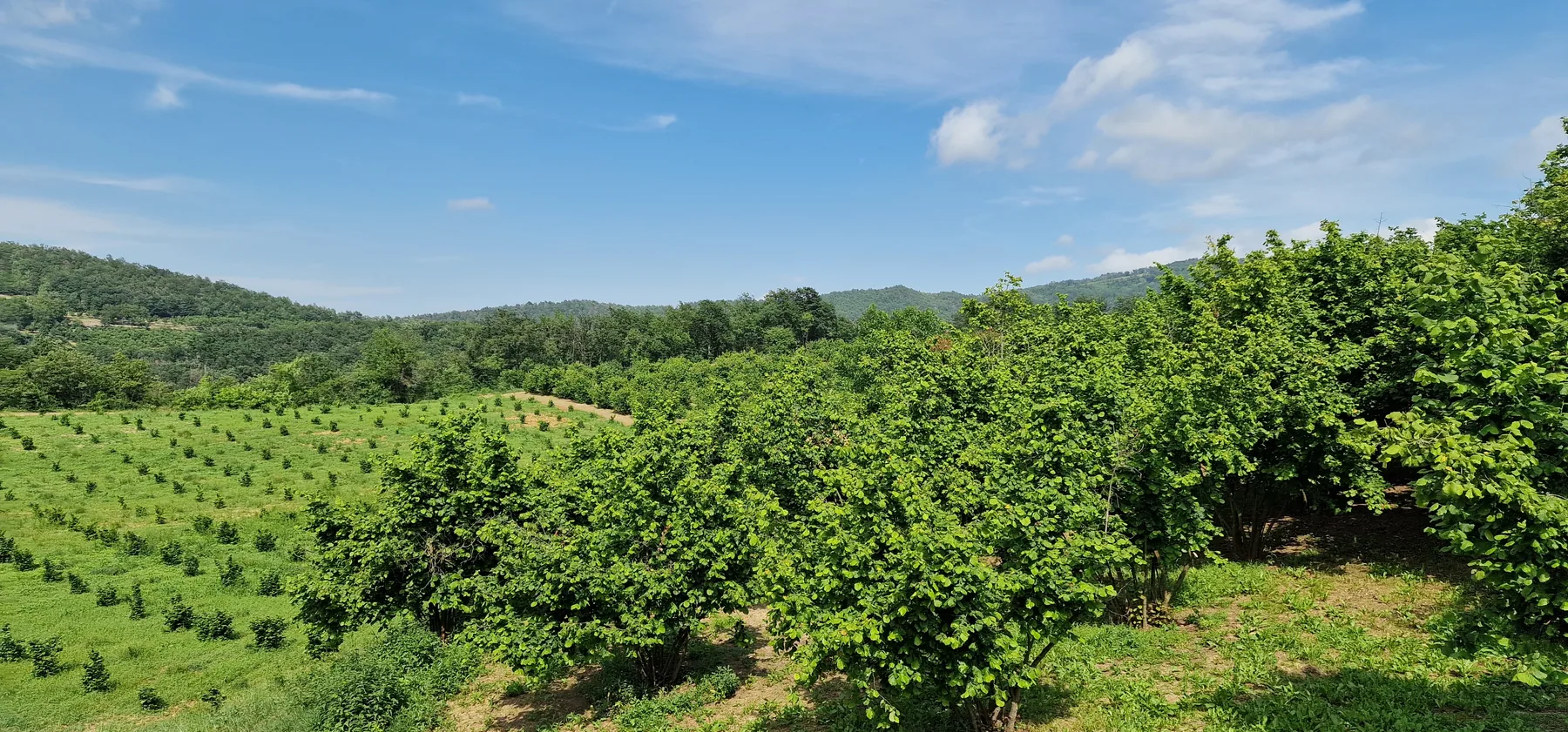 Noiseraie du Piémont sous un ciel bleu.